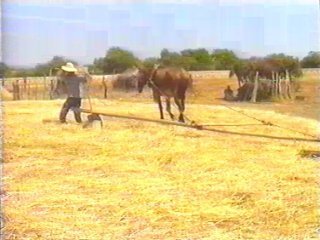 CAMPO (39)  LABRANZA